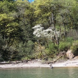 On the lower reservoir, the dogwoods were in bloom.  It's still early in the year, so the reservoir isn't full.