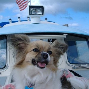 Daisy Sunning on the Front Hatch
