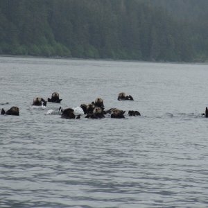 Sea otters Dundas Bay
