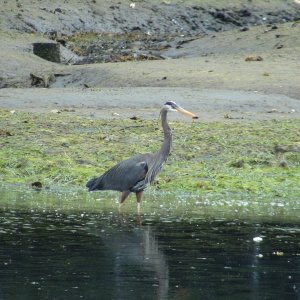 Off the Pelican docks