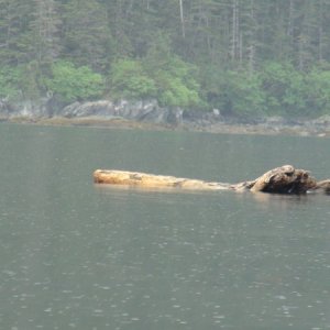 Very large log.  Good reason to limit night travel