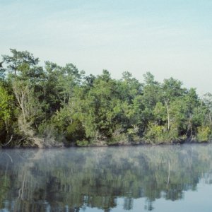 Mist on the West Neck Creek-5