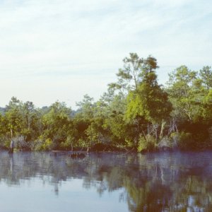 Mist on the West Neck Creek-6