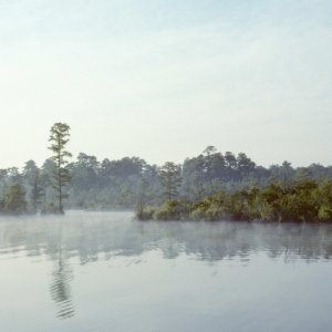 Media 'Mist on the West Neck Creek-7' in album 'Dragon Tree of VA- on the North Landing River'