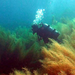 sargassum cascade