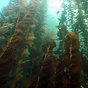 kelp