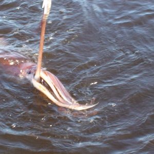 Media 'Sekiu Humbolt Squid(caught by Steve on GOYO)' in album '100 0306'