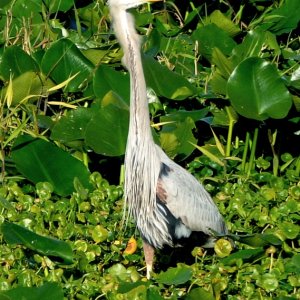 Love those herons!