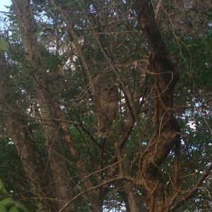 Can you spot the owl ? Noticed many more this year and lots of wild turkeys too.