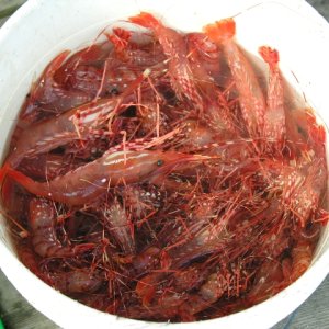 Lagoon Cove Prawns