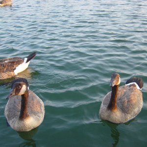 wildlife