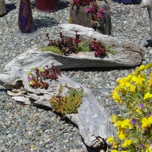 Drift wood art