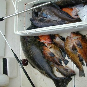 (Mason C. Bailey) The mornings catch, May 19th, 2004, Neah Bay.