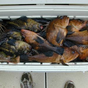 (Mason C. Bailey) Halibut closed, so we fished for Rock Fish, May 21, 2004, Neah Bay.