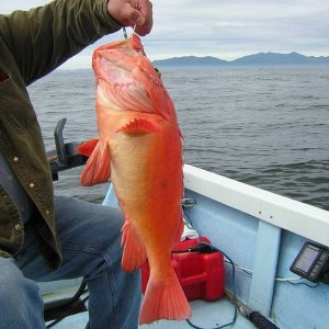 (Mason C. Bailey) Red Snapper