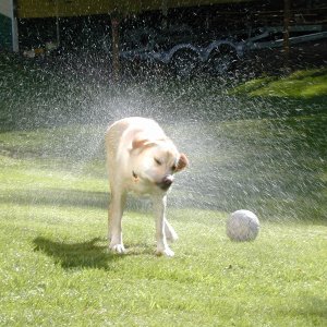 Couldn't resist this picture of our dog Scout, he had just refreshed himself in the creek after playing soccer.  4/18/07