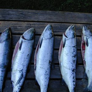 A few of the 20 or so Pinks we caught, smoked and canned this year.