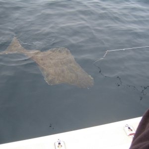 During our April 2009 Ling Cod trip, lots of Halibut but it was closed!