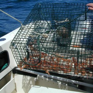 ShrimpPot5-2010