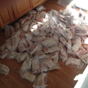 Packaged fish from Neah Bay trip