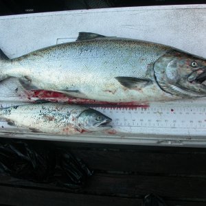 Jeff Head success! King and coho Caught @ 52' off downrigger on green glow Hotspot flasher with white UV squid / herring strip.  Lost one king and came back around covering same spot and got 2nd king on.  8/5/2013