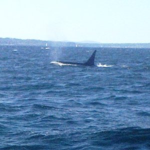 saw a visitor, who seemed to be after the same target in the Carkeek park area north of shil shol.  10/4/15