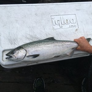 One of 2 kings caught at Tulalip bubble on 7/22