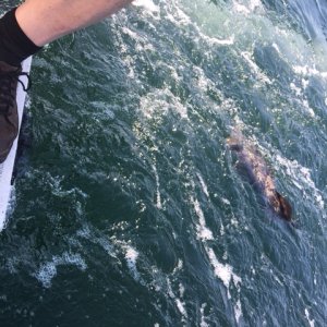 C&R'd a nice ling while trolling for chinook off possession