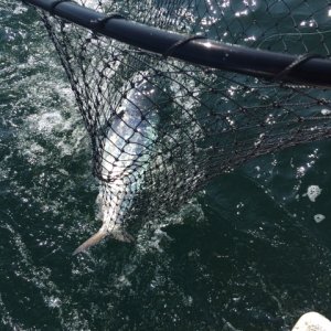 C&R'd a nice wild chinook while trolling without a depth sounder as batteries died.
