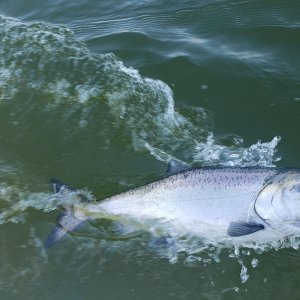 caught and released this guy at Jeff Head