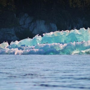 Iceberg bird motel