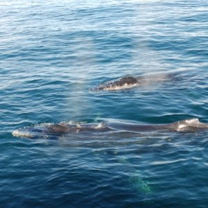 Media 'humpback1' in album 'humpback1'