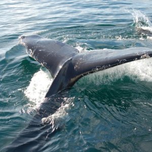 humpback5