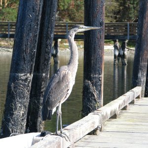 Great Blue Heron, nearly fearless, 10 feet from me at Mystery Bay SP dock.