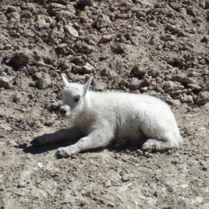 Media 'Very young kid mt goat along the Ice Field Parkway on the way home' in album 'Atlin Lake in relationship to Juneau & Skagway, Alaska'