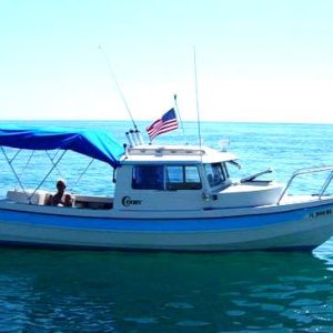Working Hard to catch fish/rays