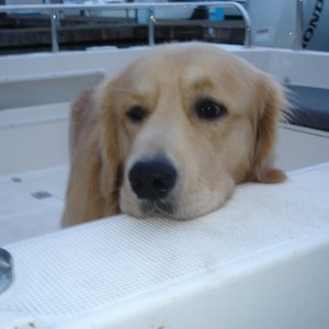 Media 'Dawson's Boat' in album 'I'm almost two.'