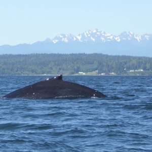 Media 'Another shot of the humpback..unfortunately it wasn't interested in putting on a show for me.' in album 'Launched at Edmonds Marina, ready to head out on a Saturday morning.'