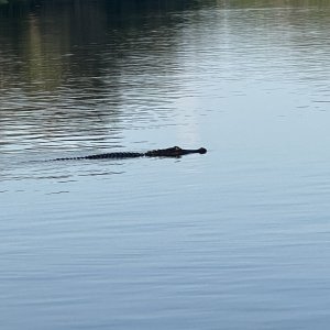 Hontoon Alligator