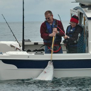 Sea Duck landing a 42in. halibut