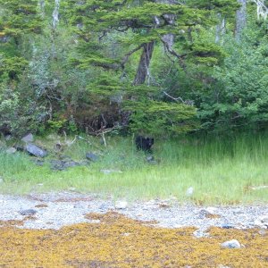 Juvenile Bear in Olsen Bay