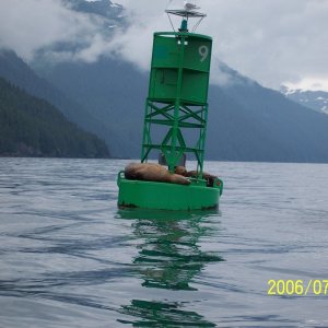Sea Lions Valdez Arm