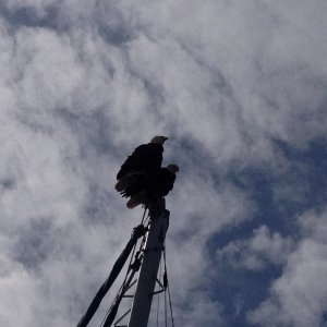 Media '2 eagles at Annacortes.  The wind speed no longer worked after this adjustment' in album 'Gulf Islands June 2014. Conover Cove.  Wallace Island'