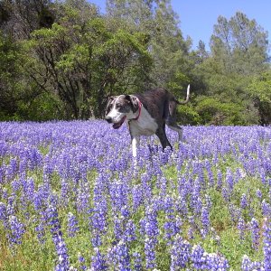 Misty in the Lupine flowers.