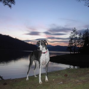 My dog, my lake, and my boat (not pictured).  Life is good!