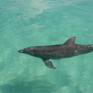 Dolphin