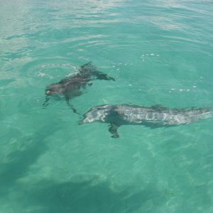 dolphin3