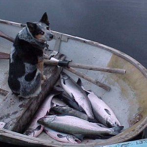 (BOMBERO)
sept o5
12 to 15 # coho
belize inlet, british columbia canada
light spinning tackle
fish hooked every cast......but not all landed
fillet and released 7 .....released all others
