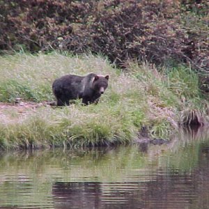 Media '(BOMBERO)
grizzly  feeding on running dog salmon in the river......while i fish for cohos in the ocean out front

secluded inlet in northern britsh columbia ,canada' in album '(BOMBERO) APRIL 27, 2005....4 SPRINGS CAUGHT IN 16 ANGLER, PENDER HARBOUR B.C. CANADA'