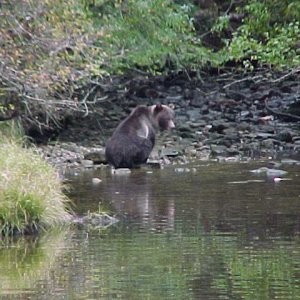 (BOMBERO) 
grizzly  eating dog salmon

  he does not like me competing for his dinner
....or maybe he wants to snack on my dog, panda
   think i'll stay in bombero for now
":O)